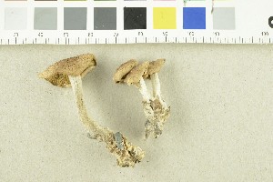  ( - O-F-243275)  @11 [ ] CreativeCommons - Attribution Non-Commercial Share-Alike (2017) Unspecified University of Oslo, Natural History Museum
