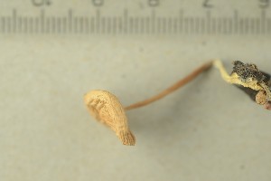  ( - O-F-243883)  @11 [ ] by-nc-sa (2021) Unspecified University of Oslo, Natural History Museum