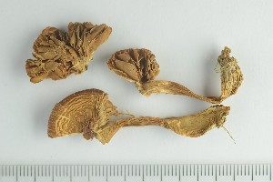  ( - O-F-243953)  @11 [ ] by-nc-sa (2021) Unspecified University of Oslo, Natural History Museum