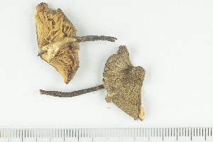  ( - O-F-243962)  @11 [ ] by-nc-sa (2021) Unspecified University of Oslo, Natural History Museum
