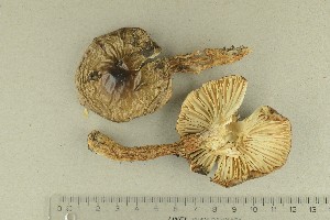  (Hygrophorus glutinifer - O-F-244112)  @11 [ ] by-nc-sa (2021) Unspecified University of Oslo, Natural History Museum