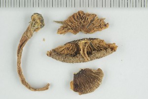  ( - O-F-244140)  @11 [ ] by-nc-sa (2021) Unspecified University of Oslo, Natural History Museum