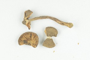  (Inocybe giacomi - O-F-244177)  @11 [ ] by-nc-sa (2021) Unspecified University of Oslo, Natural History Museum