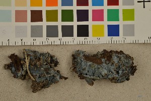  (Byssocorticium atrovirens - O-F-245520)  @11 [ ] CreativeCommons - Attribution Non-Commercial Share-Alike (2016) Unspecified University of Oslo, Natural History Museum