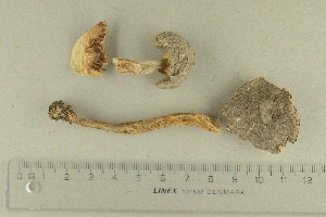  ( - O-F-246848)  @11 [ ] by-nc-sa (2021) Unspecified University of Oslo, Natural History Museum