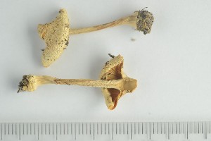  ( - O-F-248438)  @11 [ ] by-nc-sa (2021) Unspecified University of Oslo, Natural History Museum