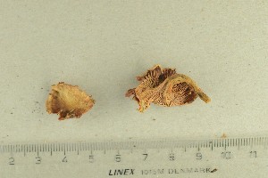  ( - O-F-248564)  @11 [ ] by-nc-sa (2022) Unspecified University of Oslo, Natural History Museum