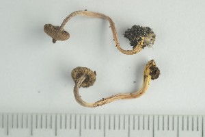  ( - O-F-248756)  @11 [ ] by-nc-sa (2021) Unspecified University of Oslo, Natural History Museum