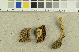  ( - O-F-248849)  @11 [ ] CreativeCommons - Attribution Non-Commercial Share-Alike (2018) Unspecified University of Oslo, Natural History Museum