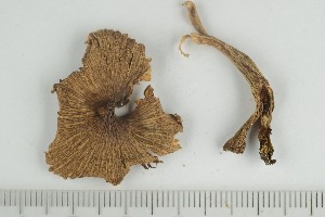  ( - O-F-249096)  @11 [ ] by-nc-sa (2021) Unspecified University of Oslo, Natural History Museum