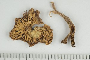  ( - O-F-249096)  @11 [ ] by-nc-sa (2021) Unspecified University of Oslo, Natural History Museum