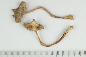  ( - O-F-249233)  @11 [ ] by-nc-sa (2021) Unspecified University of Oslo, Natural History Museum