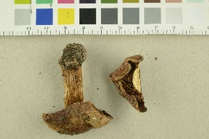  (Cortinarius aureofulvus - O-F-249404)  @11 [ ] CreativeCommons - Attribution Non-Commercial Share-Alike (2018) Unspecified University of Oslo, Natural History Museum