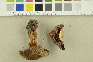  ( - O-F-249404)  @11 [ ] CreativeCommons - Attribution Non-Commercial Share-Alike (2018) Unspecified University of Oslo, Natural History Museum