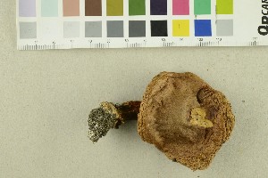  ( - O-F-249477)  @11 [ ] CreativeCommons - Attribution Non-Commercial Share-Alike (2018) Unspecified University of Oslo, Natural History Museum
