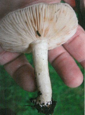  (Entoloma prunuloides - O-DFL-1999)  @11 [ ] Copyright (2015) Unspecified University of Oslo, Natural History Museum