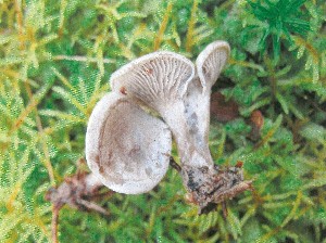  (Clitocybe ditopus - O-DFL-2008)  @11 [ ] Copyright (2015) Unspecified University of Oslo, Natural History Museum