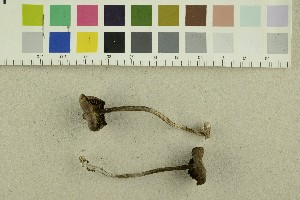  ( - O-F-251435)  @11 [ ] CreativeCommons - Attribution Non-Commercial Share-Alike (2018) Unspecified University of Oslo, Natural History Museum