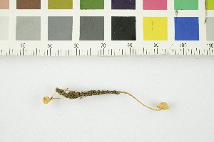  (Phloeomana minutula - O-F-252260)  @11 [ ] CreativeCommons - Attribution Non-Commercial Share-Alike (2017) Unspecified University of Oslo, Natural History Museum