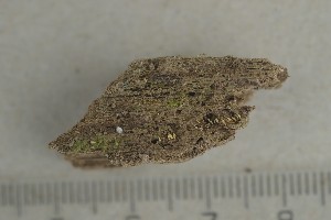  ( - O-F-252317)  @11 [ ] by-nc-sa (2022) Unspecified University of Oslo, Natural History Museum