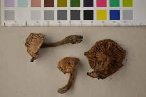  (Cortinarius epipurrus - O-F-252904)  @11 [ ] CreativeCommons - Attribution Non-Commercial Share-Alike (2016) Unspecified University of Oslo, Natural History Museum