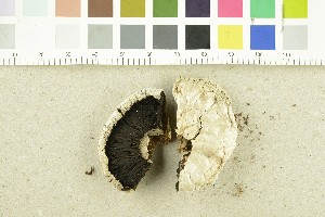  (Agaricus devoniensis - O-F-253150)  @11 [ ] CreativeCommons - Attribution Non-Commercial Share-Alike (2017) Unspecified University of Oslo, Natural History Museum