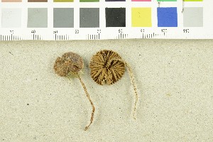  ( - O-F-253791)  @11 [ ] CreativeCommons - Attribution Non-Commercial Share-Alike (2017) Unspecified University of Oslo, Natural History Museum