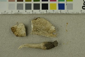  ( - O-F-253800)  @11 [ ] CreativeCommons - Attribution Non-Commercial Share-Alike (2017) Unspecified University of Oslo, Natural History Museum