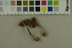  ( - O-F-253813)  @11 [ ] CreativeCommons - Attribution Non-Commercial Share-Alike (2017) Unspecified University of Oslo, Natural History Museum