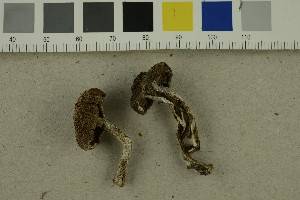  ( - O-F-253822)  @11 [ ] CreativeCommons - Attribution Non-Commercial Share-Alike (2017) Unspecified University of Oslo, Natural History Museum
