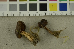  ( - O-F-253837)  @11 [ ] CreativeCommons - Attribution Non-Commercial Share-Alike (2017) Unspecified University of Oslo, Natural History Museum