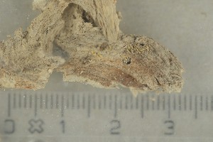  ( - O-F-254083)  @11 [ ] by-nc-sa (2021) Unspecified University of Oslo, Natural History Museum