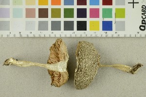  ( - O-F-254461)  @11 [ ] CreativeCommons - Attribution Non-Commercial Share-Alike (2018) Unspecified University of Oslo, Natural History Museum