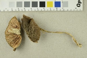  ( - O-F-254462)  @11 [ ] CreativeCommons - Attribution Non-Commercial Share-Alike (2018) Unspecified University of Oslo, Natural History Museum