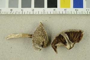  ( - O-F-254467)  @11 [ ] CreativeCommons - Attribution Non-Commercial Share-Alike (2018) Unspecified University of Oslo, Natural History Museum