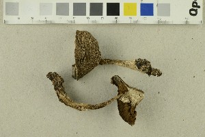  ( - O-F-254487)  @11 [ ] CreativeCommons - Attribution Non-Commercial Share-Alike (2018) Unspecified University of Oslo, Natural History Museum