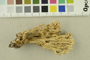  ( - O-F-254490)  @11 [ ] CreativeCommons - Attribution Non-Commercial Share-Alike (2018) Unspecified University of Oslo, Natural History Museum