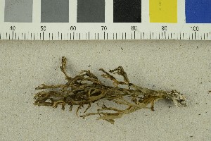  ( - O-F-254510)  @11 [ ] CreativeCommons - Attribution Non-Commercial Share-Alike (2018) Unspecified University of Oslo, Natural History Museum