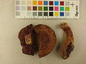  ( - O-F-255006)  @11 [ ] CreativeCommons - Attribution Non-Commercial Share-Alike (2019) Unspecified University of Oslo, Natural History Museum