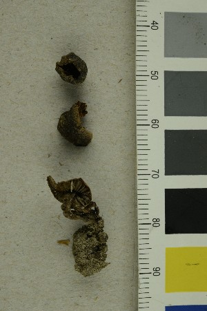  (Cortinarius flexibilifolius - O-F-255629)  @11 [ ] CreativeCommons - Attribution Non-Commercial Share-Alike (2019) Unspecified University of Oslo, Natural History Museum