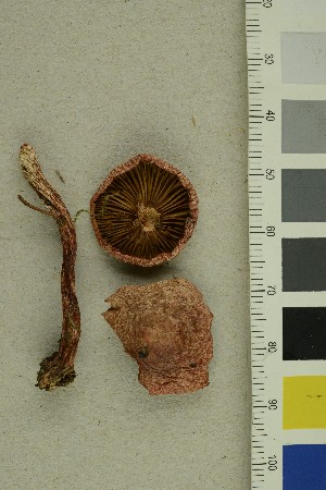  ( - O-F-255683)  @11 [ ] CreativeCommons - Attribution Non-Commercial Share-Alike (2019) Unspecified University of Oslo, Natural History Museum
