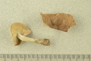  ( - O-F-256661)  @11 [ ] CreativeCommons - Attribution Non-Commercial Share-Alike (2019) Unspecified University of Oslo, Natural History Museum