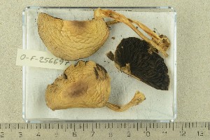  ( - O-F-256697)  @11 [ ] CreativeCommons - Attribution Non-Commercial Share-Alike (2019) Unspecified University of Oslo, Natural History Museum