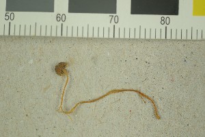  (Phloeomana hiemalis - O-F-257120)  @11 [ ] by-nc-sa (2016) Unspecified University of Oslo, Natural History Museum