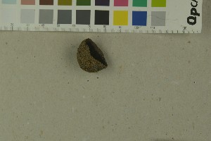  ( - O-F-258055)  @11 [ ] by-nc-sa (2023) Unspecified University of Oslo, Natural History Museum