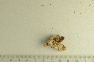  ( - O-F-258141)  @11 [ ] by-nc-sa (2021) Unspecified University of Oslo, Natural History Museum