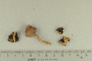  ( - O-F-258340)  @11 [ ] by-nc-sa (2021) Unspecified University of Oslo, Natural History Museum