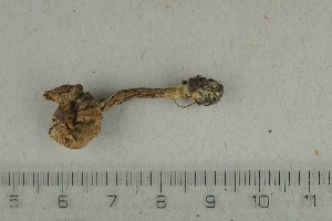  ( - O-F-258357)  @11 [ ] by-nc-sa (2021) Unspecified University of Oslo, Natural History Museum