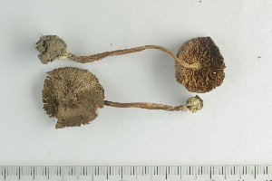 ( - O-F-258380)  @11 [ ] by-nc-sa (2021) Unspecified University of Oslo, Natural History Museum