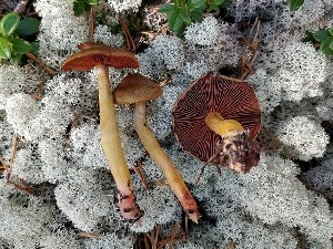  ( - O-F-258585)  @11 [ ] by-nc-sa (2021) Unspecified University of Oslo, Natural History Museum